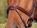 Dy'on Flash noseband New English collection 
