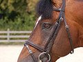 Dy'on Flash noseband bridle Working collection