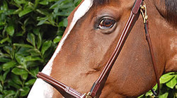 Dy'on Licol de pansage en cuir rond