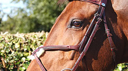 Dy'on Fig 8 noseband bridle New english collection