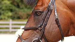 Dy'on Figure 8 noseband bridle Working collection