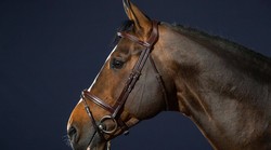 Dy'on Flash noseband bridle New english collection