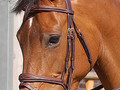 Dy'on Anatomic flash noseband bridle