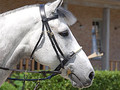 Dy'on Rope noseband bridle