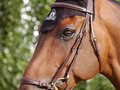 Dy'on drop noseband bridle