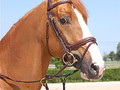 Dy'on Large flash noseband bridle