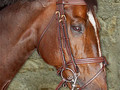 Dy'on Double bridle