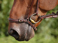 Dy'on Drop noseband