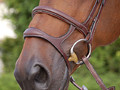 Dy'on Double Noseband