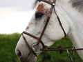 Dy'on Flash noseband bridle English collection