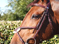 Dy'on Fig 8 noseband bridle New english collection