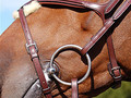 Dy'on Fig 8 noseband New English collection