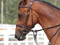 Dy'on "Difference" therapeutic bridle with flash noseband  