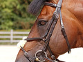 Dy'on Figure 8 noseband bridle Working collection