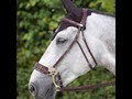 Dy'onn Hackamore bridle