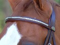 Dy'on Browband « Clincher »