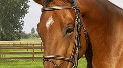 Dy'on Trense Snakestyle