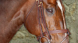 Dy'on Double bridle