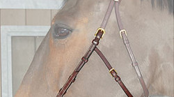 Dy'on Montants de hackamore
