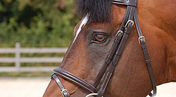 Dy'on Flash noseband bridle Working collection