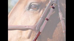 Montants New English collection