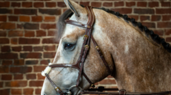 Dy'on Figure 8 noseband bridle 